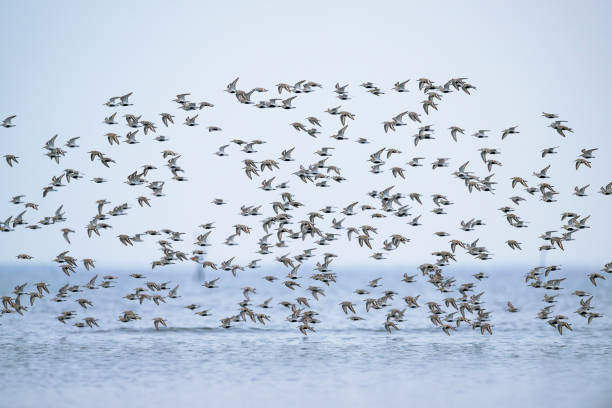 istock A flock of dunlin flight 2182641911