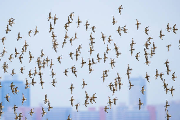 istock A flock of dunlin flight 2182641915