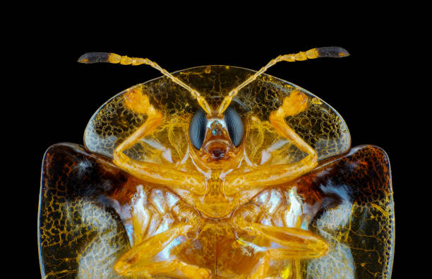 Close-up of a golden beetle on a black background