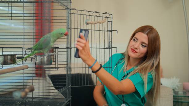 istock Veterinarian Using AI App to Analyze Parrot Health 2182642947