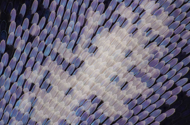 colorful scales on butterfly wings