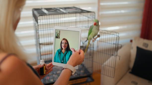 Virtual Veterinary Consultation for Parrot Care