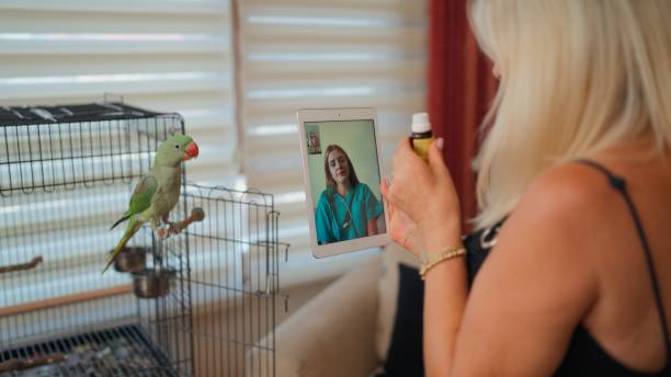 istock Virtual Veterinary Consultation for Parrot Care 2182643181