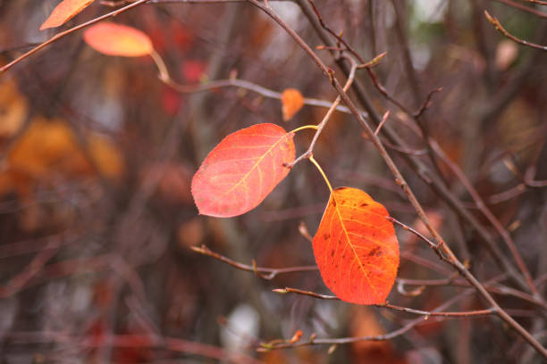 A pair of beautiful autumn colored leafs