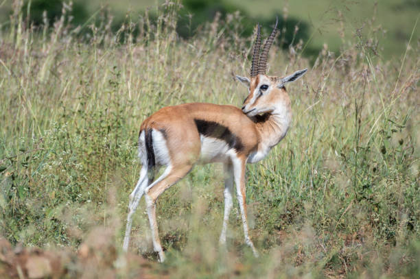 istock Thomson's gazelle, tommy antelope, Eudorcas thomsonii,Nairobi Park, Kenya 2182647107