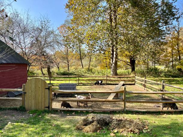 istock Goats on the Farm 2182647415