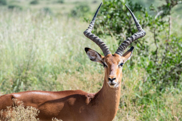 istock Thomson's gazelle, tommy antelope, Eudorcas thomsonii,Nairobi Park, Kenya 2182647688
