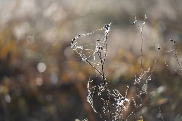 Dew-Laden Spiderwebs Adorn Withered Grass In Foggy Macro Photography