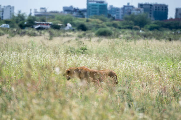 istock A lioness is standing in the grass, Nairobi Park, Kenya 2182649836
