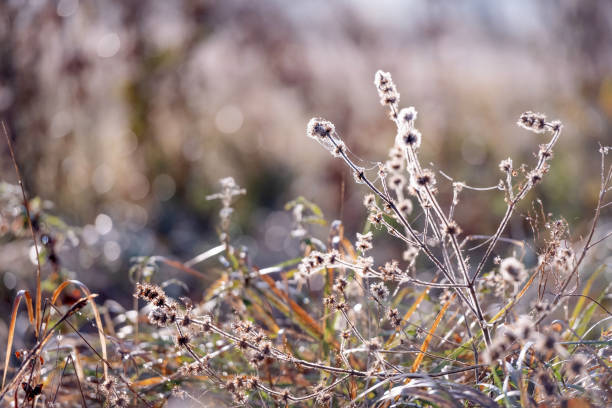 istock Dried Grass With Cobwebs In Fog 2182650069