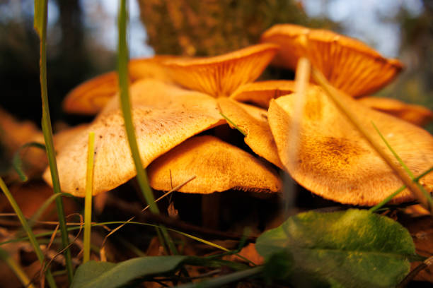 Honey Mushrooms, honey fungus