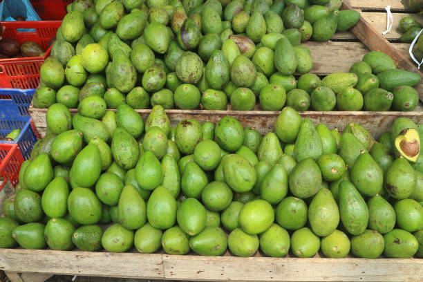 istock Fresh Green Avocados at Market Display 2182654056