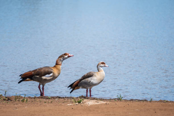 istock Two ducks are currently standing alongside the shore of a tranquil lake 2182654472