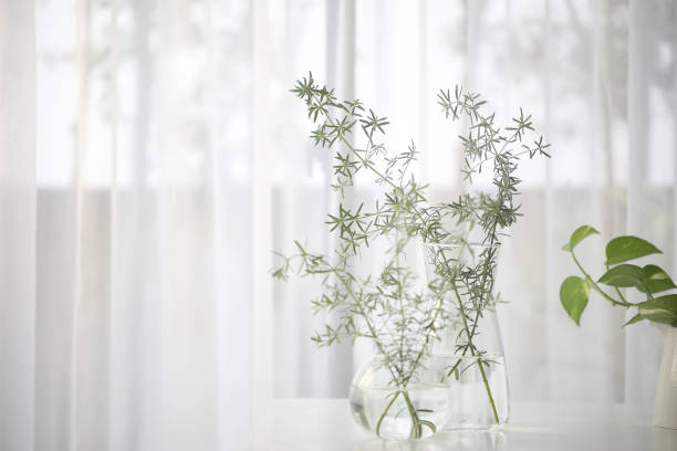 Westringia leaves twig in glass vase on white table minimal interior