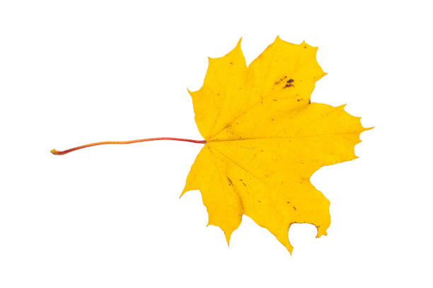 istock Close up of maple yellow autum leaf isolated on white background 2182655658