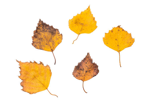 Close up Red and yellow autumn tree leaves isolated on white background.