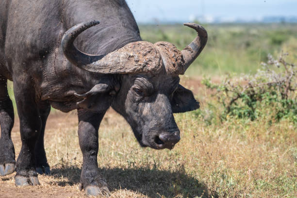 istock African buffalo, Syncerus caffer, Nairobi Park, Kenya 2182656457