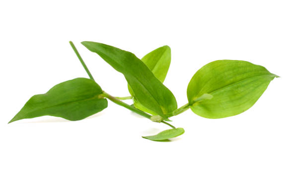 istock Asiatic Dayflower (Commelina communis) herb 2182658737