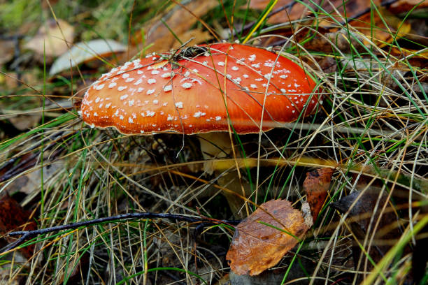 Red mushroom, also known as fly agaric or fly agaric. A common red toadstool growing in an autumn forest