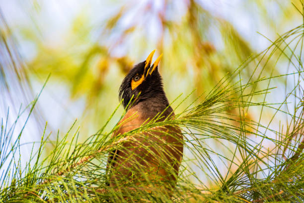 May 8th 2024,Bamboo island,Thailand:Common Myna or Indian myna bird perched on pine tree- Acridotheres tristis,  is a bird in the family Sturnidae, native to Asia. An omnivorous open woodland bird