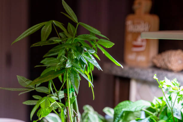 Indoor potted plant thrives in a modern kitchen setting with natural light and decorative elements in the background
