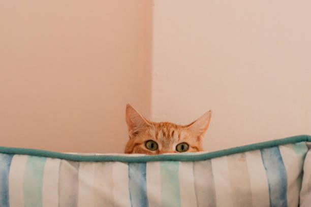 An orange tabby cat peeks over a striped cushion, with only its ears and wide green eyes visible, creating a playful and curious scene against a beige background.