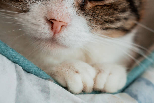 Tabby cat is sleeping on sofa in living room.