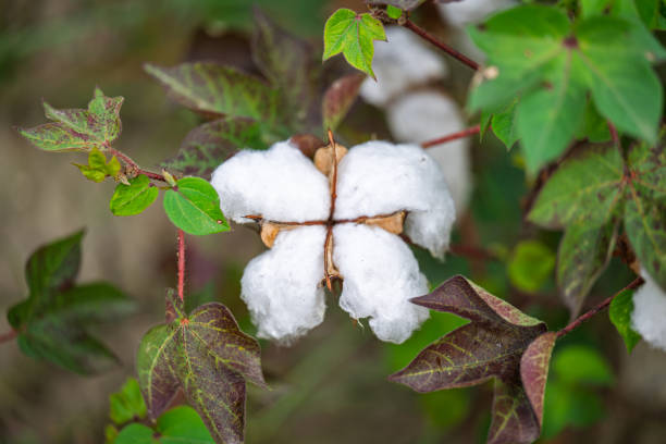 istock field of ripe cotton ready 2182662720