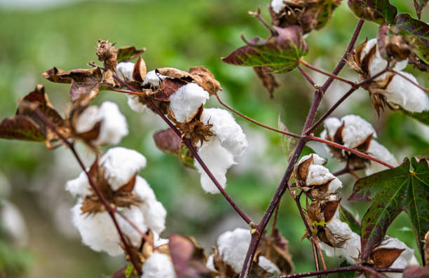 istock field of ripe cotton ready 2182662730