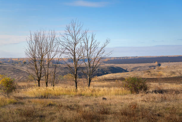 Trees with leafless leaves against a bleak autumn landscape