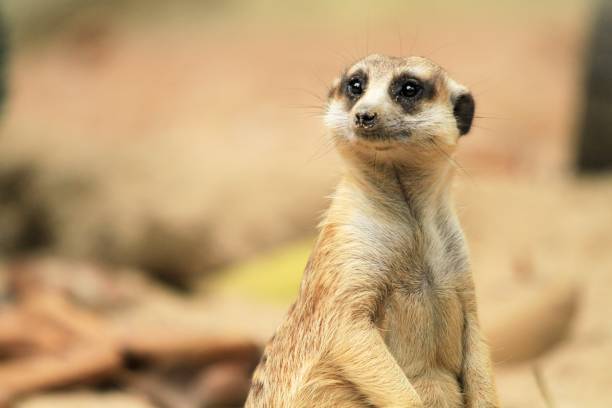 istock Curious Meerkat Peering Out from the Sand 2182664615
