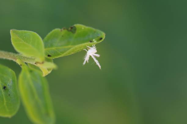 istock Ricania Nymph Perched on a Green Leaf Edge in Garden 2182665907