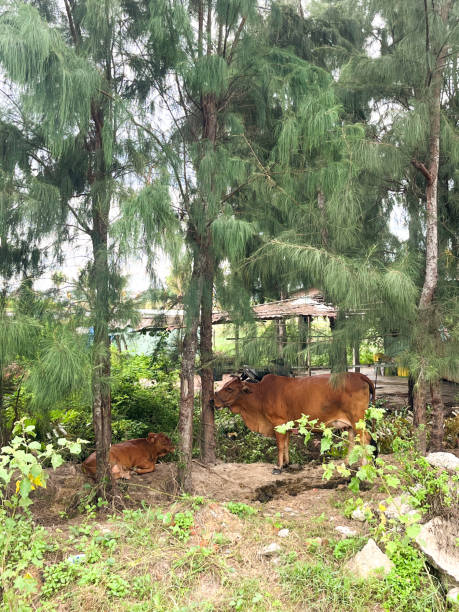 istock Resting cows in Hoi An countryside 2182666631