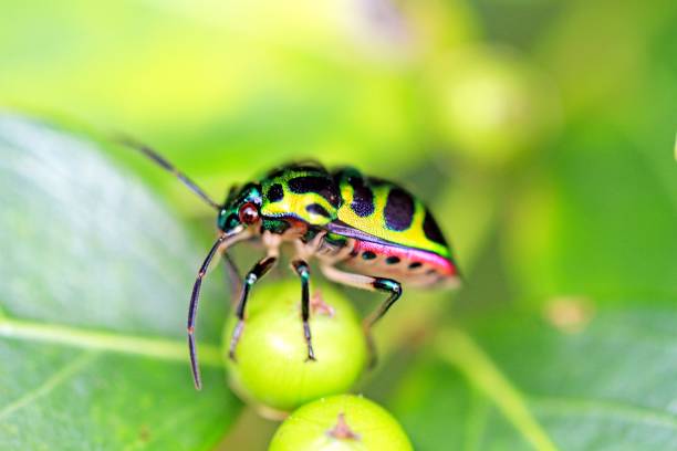 The image of the Lychee Shield-backed Jewel bug perched on a green leaf, with its vibrant colors and detailed patterns, is a captivating and beautiful example of the intricate beauty found in nature.