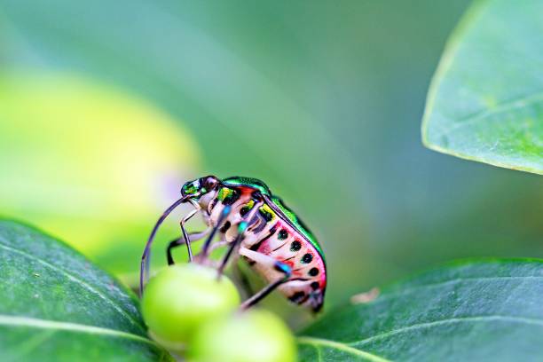 The image of the Lychee Shield-backed Jewel bug perched on a green leaf, with its vibrant colors and detailed patterns, is a captivating and beautiful example of the intricate beauty found in nature.
