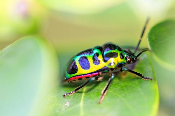 istock Close-Up of Lychee Shield-Backed Jewel Bug on Green Leaf 2182666721