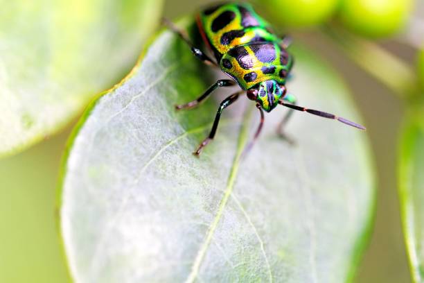 istock Close-Up of Lychee Shield-Backed Jewel Bug on Green Leaf 2182666749