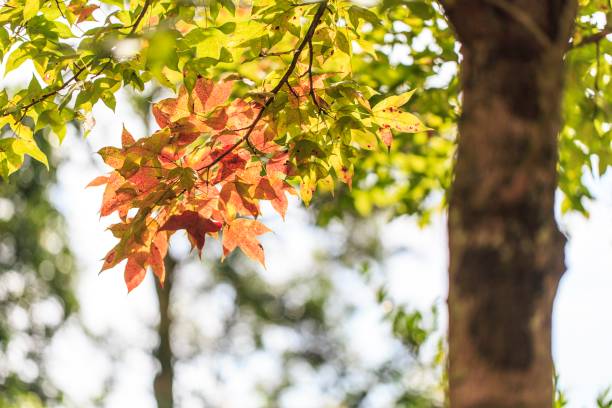 istock Golden Autumn Leaves on Tree Branches in Soft Sunlight 2182666935