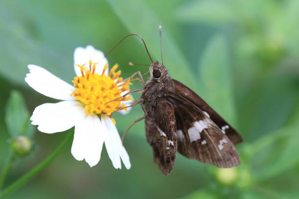 istock A Tiny Skipper Butterfly, Sipping Nectar from a Delicate Flower 2182667222