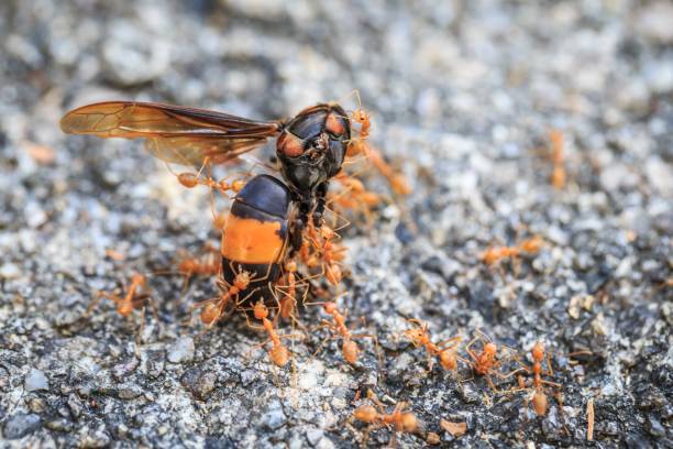 istock Ants Moving Dead Bee on Rocky Surface with Determination 2182667646