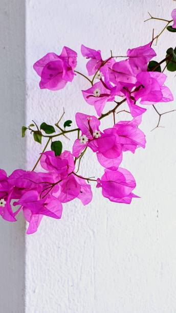 istock pink bougainvillea. 2182669352