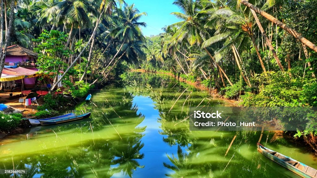 Coconite Coconite Tree Stock Photo - Download Image Now - Beauty In Nature ...