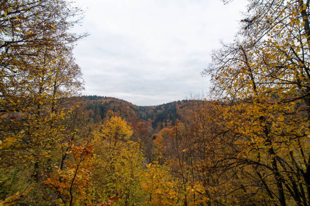 Yellow leaves on trees in a fall forest