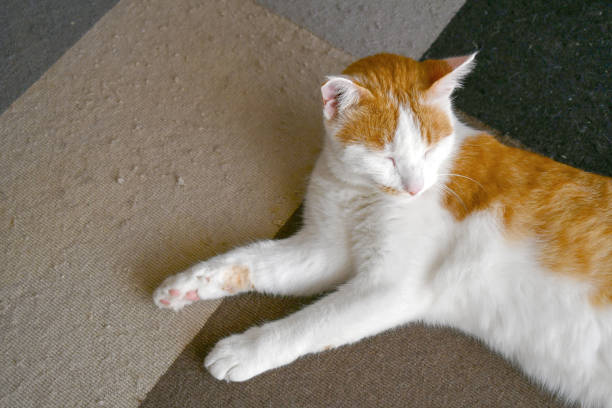 A malayan domestic cat peacefully naps on a vibrant red surface, its elegant whiskers and paws adding to the serene scene