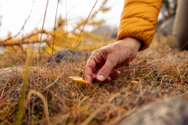 Close-up of a hand reaching to pick a wild mushroom from the forest floor, surrounded by dry autumn grass and leaves. A scene depicting foraging and nature exploration in fall.