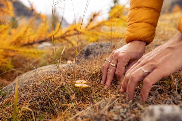 Close-up of a hand reaching to pick a wild mushroom from the forest floor, surrounded by dry autumn grass and leaves. A scene depicting foraging and nature exploration in fall.