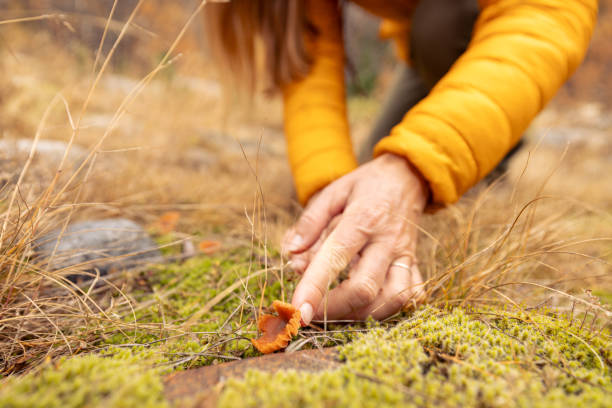 Close-up of a hand reaching to pick a wild mushroom from the forest floor, surrounded by dry autumn grass and leaves. A scene depicting foraging and nature exploration in fall.