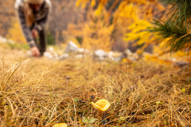 A woman forages for wild mushrooms in an autumn forest, highlighting the earthy tones and natural beauty of fall foliage.