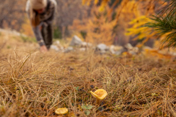 A woman forages for wild mushrooms in an autumn forest, highlighting the earthy tones and natural beauty of fall foliage.