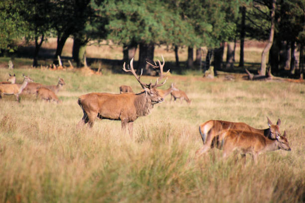 istock A view of a Red Deer 2182672966